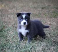 Major, a male Pomsky for sale in Wolfe City, TX – 1 of 5