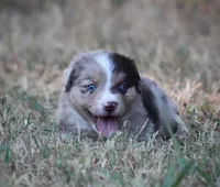 Sunny, a male Miniature Australian Shepherd for sale in Wolfe City, TX – 4 of 5