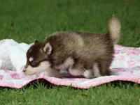 Cosmo, a male Pomsky for sale in Wolfe City, TX – Photo 2 of 6