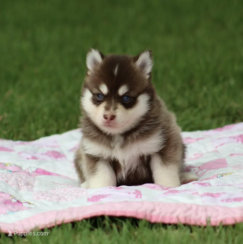 Cosmo – Pomsky puppy for sale in Wolfe City, TX
