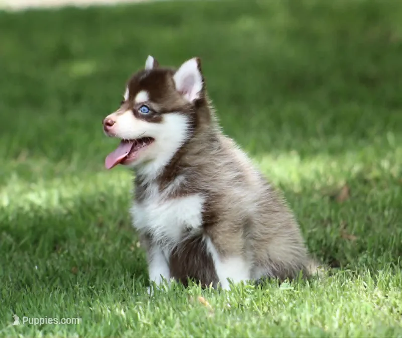 Cosmo – Pomsky puppy for sale in Wolfe City, TX