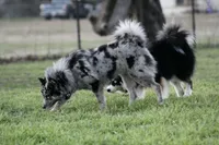 Cosmo, a male Pomsky for sale in Wolfe City, TX – Photo 6 of 6