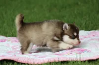 Cosmo, a male Pomsky for sale in Wolfe City, TX – Photo 3 of 6