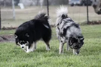 Cosmo, a male Pomsky for sale in Wolfe City, TX – Photo 4 of 6