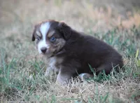 August, a male Miniature Australian Shepherd for sale in Wolfe City, TX – 4 of 6