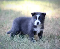Major, a male Pomsky for sale in Wolfe City, TX – 4 of 5