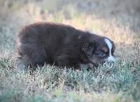 Cricket, a female Miniature Australian Shepherd for sale in Wolfe City, TX – 3 of 4