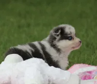 Tulip, a female Pomsky for sale in Wolfe City, TX – Photo 2 of 5