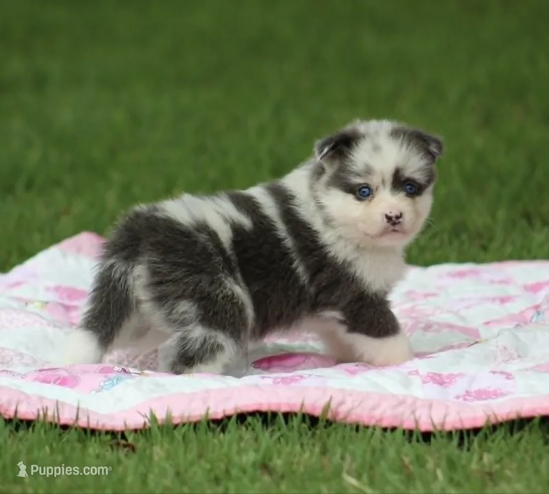 Tulip – Pomsky puppy on hold in Wolfe City, TX