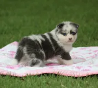 Tulip, a female Pomsky for sale in Wolfe City, TX – Photo 1 of 5