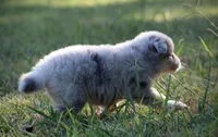 Glory, a female Pomsky for sale in Wolfe City, TX – 6 of 8