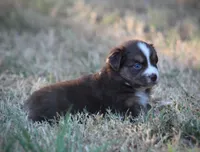 Cricket, a female Miniature Australian Shepherd for sale in Wolfe City, TX – 4 of 4