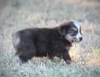 August, a male Miniature Australian Shepherd for sale in Wolfe City, TX – 5 of 6