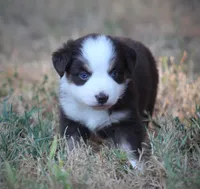 Poppy, a female Miniature Australian Shepherd for sale in Wolfe City, TX – 3 of 5