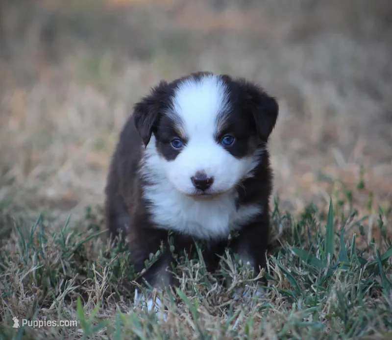 Poppy – Miniature Australian Shepherd puppy for sale in Wolfe City, TX