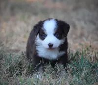 Poppy, a female Miniature Australian Shepherd for sale in Wolfe City, TX – 1 of 5