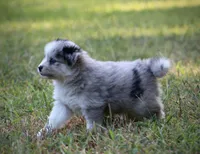 Captain, a male Pomsky for sale in Wolfe City, TX – 4 of 7
