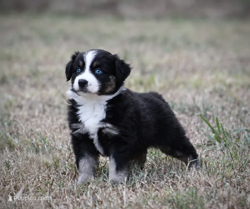Summer – Miniature Australian Shepherd puppy for sale in Wolfe City, TX
