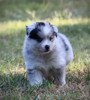 Captain, a male Pomsky for sale in Wolfe City, TX – 5 of 7