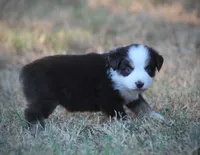 Poppy, a female Miniature Australian Shepherd for sale in Wolfe City, TX – 4 of 5