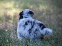 Justice, a male Pomsky for sale in Wolfe City, TX – 3 of 4
