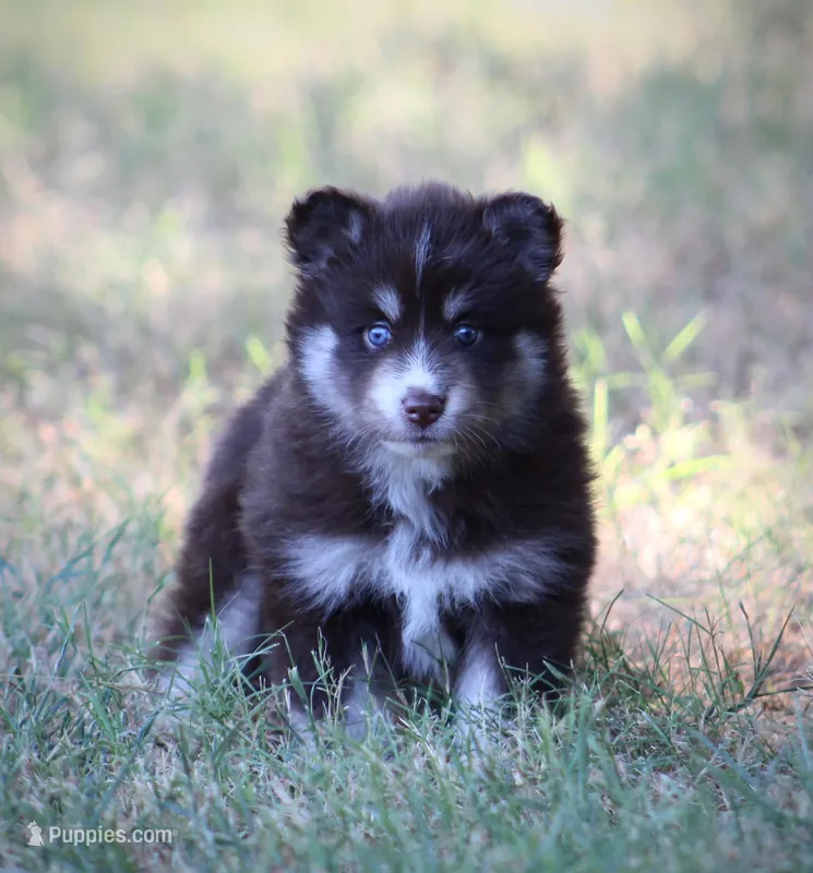 Liberty – Pomsky puppy for sale in Wolfe City, TX