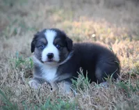 Blue, a male Miniature Australian Shepherd for sale in Wolfe City, TX – 2 of 7