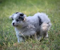 Captain, a male Pomsky for sale in Wolfe City, TX – 6 of 7