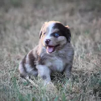 Sunny, a male Miniature Australian Shepherd for sale in Wolfe City, TX – 5 of 5