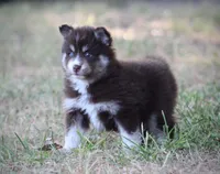 Liberty, a female Pomsky for sale in Wolfe City, TX – 2 of 5