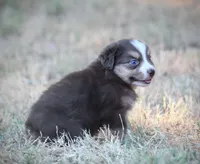 August, a male Miniature Australian Shepherd for sale in Wolfe City, TX – 6 of 6