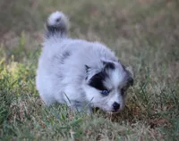 Captain, a male Pomsky for sale in Wolfe City, TX – 2 of 7