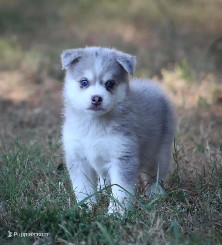 Rebel – Pomsky puppy for sale in Wolfe City, TX