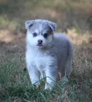 Rebel, a male Pomsky for sale in Wolfe City, TX – 1 of 6