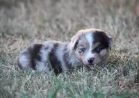 Sunny, a male Miniature Australian Shepherd for sale in Wolfe City, TX – 2 of 5