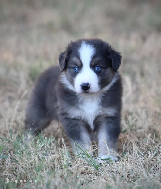Blue – Miniature Australian Shepherd puppy for sale in Wolfe City, TX
