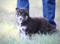 Liberty, a female Pomsky for sale in Wolfe City, TX – 4 of 5