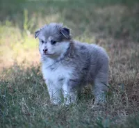 Star, a female Pomsky for sale in Wolfe City, TX – 2 of 5