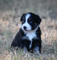 Summer, a female Miniature Australian Shepherd for sale in Wolfe City, TX – 4 of 4