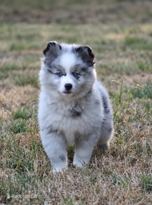 Justice – Pomsky puppy for sale in Wolfe City, TX