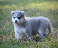 Rebel, a male Pomsky for sale in Wolfe City, TX – 3 of 6