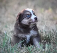 August, a male Miniature Australian Shepherd for sale in Wolfe City, TX – 3 of 6