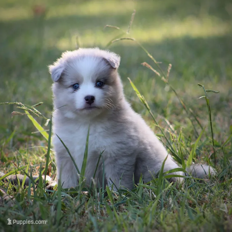 Glory – Pomsky puppy for sale in Wolfe City, TX