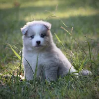Glory, a female Pomsky for sale in Wolfe City, TX – 1 of 8