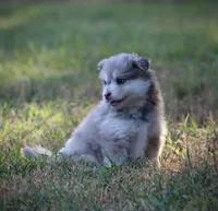 Star, a female Pomsky for sale in Wolfe City, TX – 3 of 5
