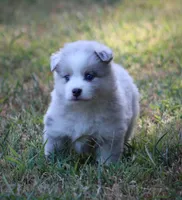 Glory, a female Pomsky for sale in Wolfe City, TX – 7 of 8
