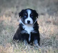 Summer, a female Miniature Australian Shepherd for sale in Wolfe City, TX – 2 of 4