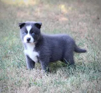Major, a male Pomsky for sale in Wolfe City, TX – 3 of 5