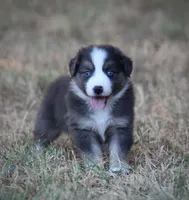 Blue, a male Miniature Australian Shepherd for sale in Wolfe City, TX – 5 of 7