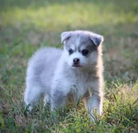 Rebel, a male Pomsky for sale in Wolfe City, TX – 2 of 6